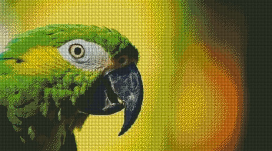 Parrot © 90x50