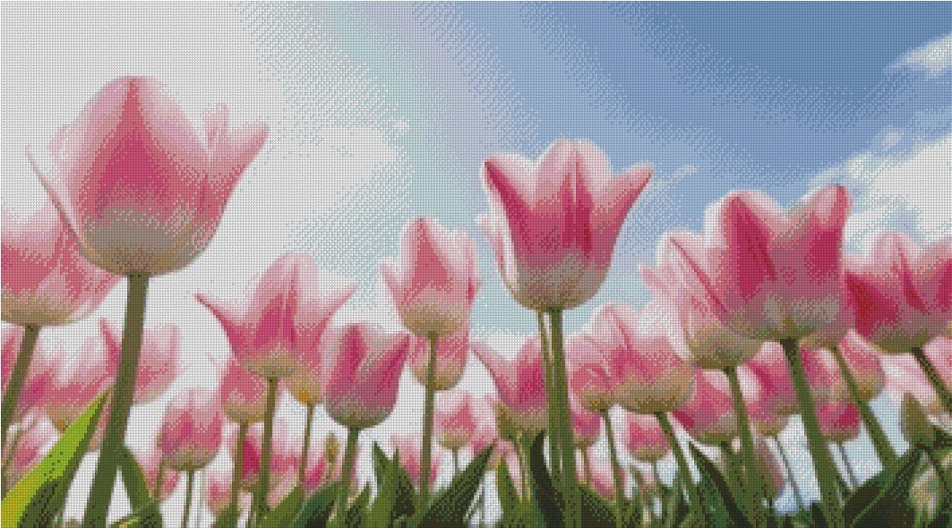 Tulips © 90x50