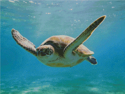 The Ocean Turtle © 80x60