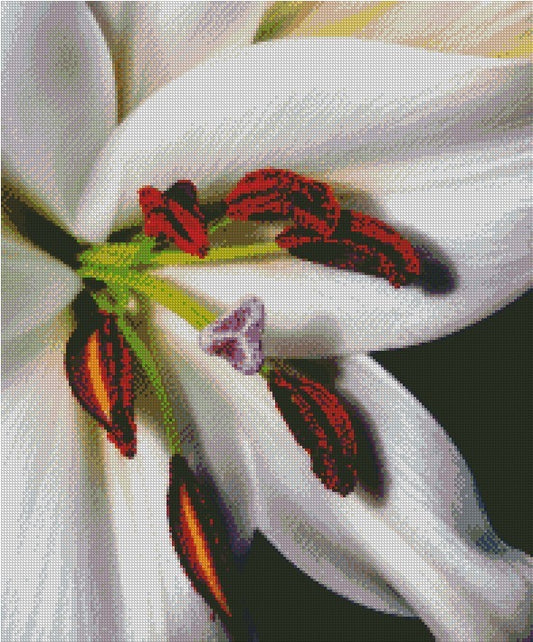 The White Lily © 50x60 by KT Designs