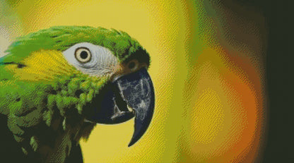 Parrot © 90x50 (print to order)