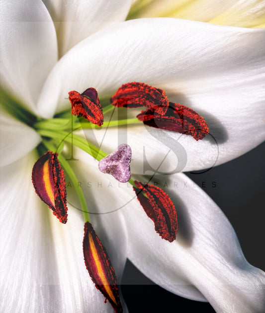 The White Lily © 50x60 by KT Designs