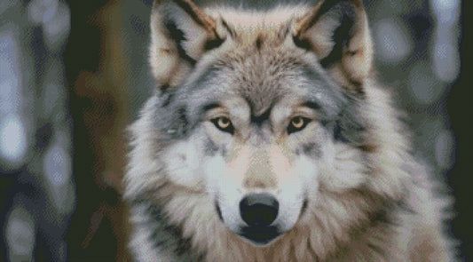 Wolf © 90x50