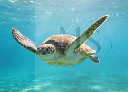The Ocean Turtle © 80x60