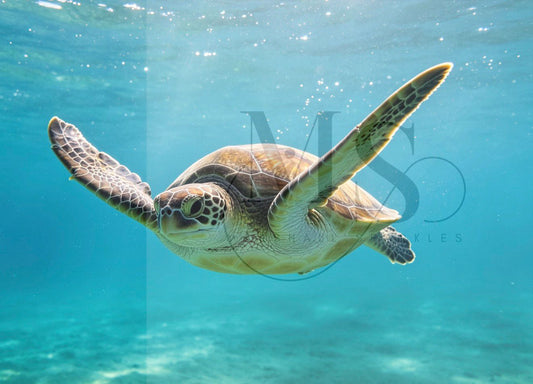 The Ocean Turtle © 80x60