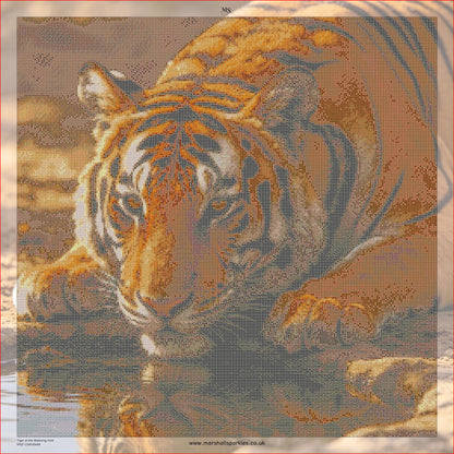 Tiger at the Watering Hole © 60x60