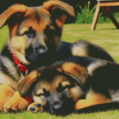 German Shepherds ©  50x50 (print to order)