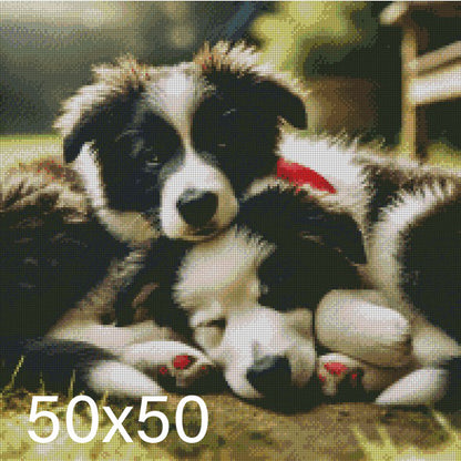 Border Collie ©  50x50 (print to order)