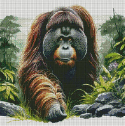 Orangutan on the Prowl © 50x50
